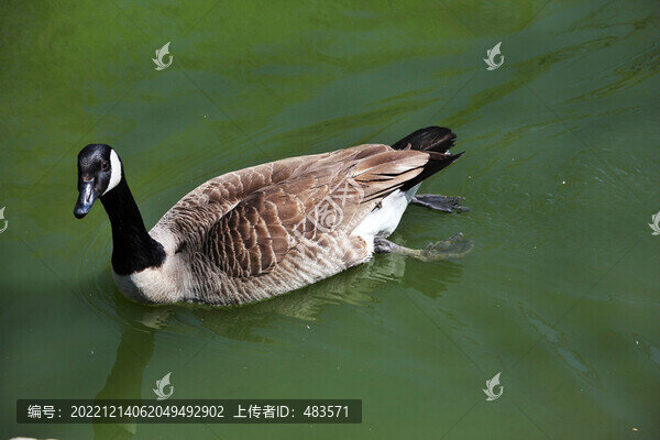 大雁