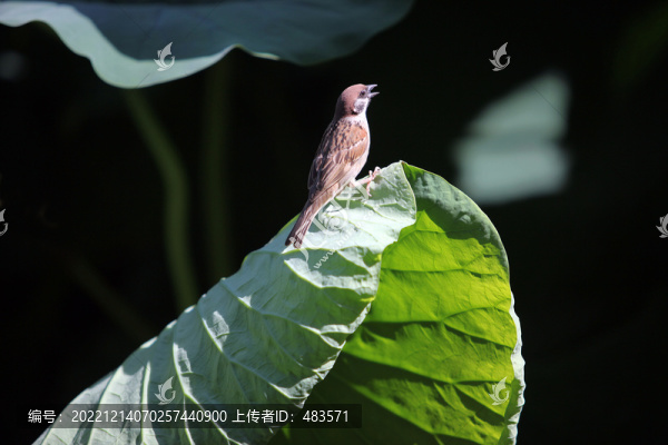 荷花與麻雀