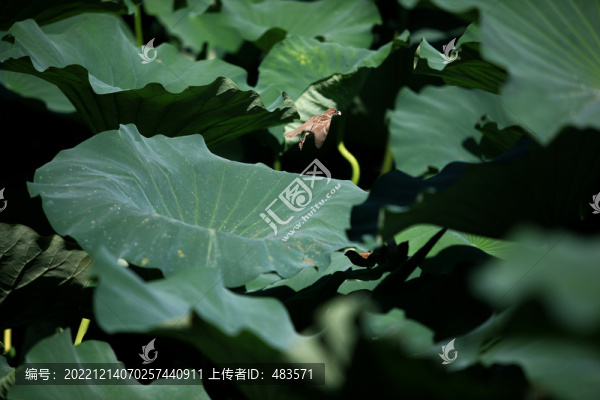 荷花與麻雀