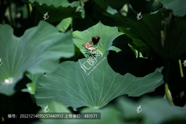 荷花與麻雀