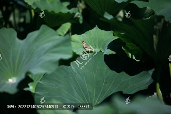 荷花與麻雀