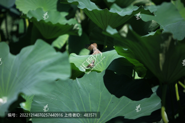 荷花與小鳥