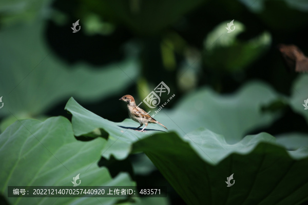 荷花與小鳥