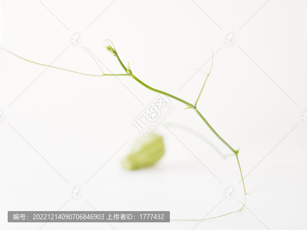 蜿蜒曲折的藤蔓