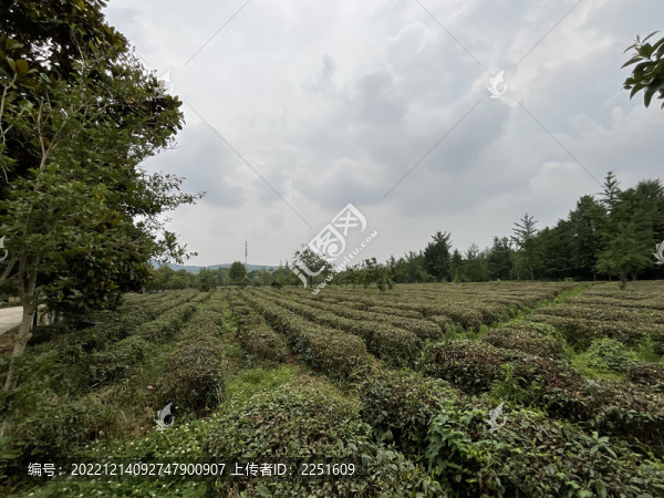 茶園茶山