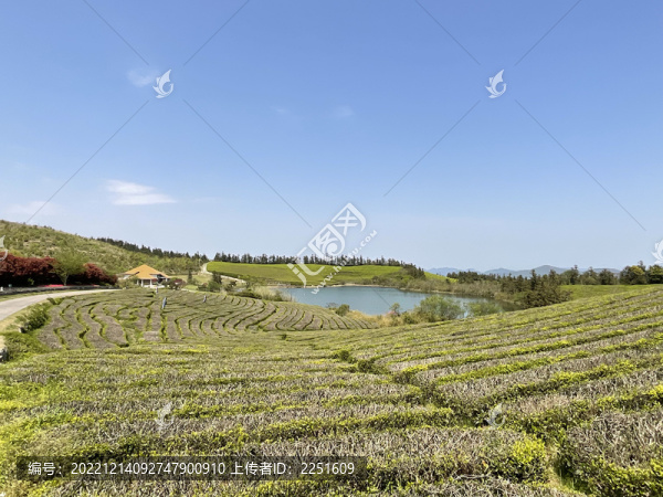 茶園茶山