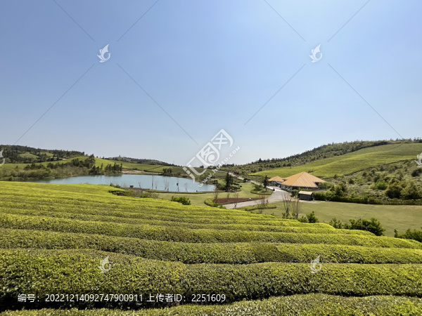 茶園茶山