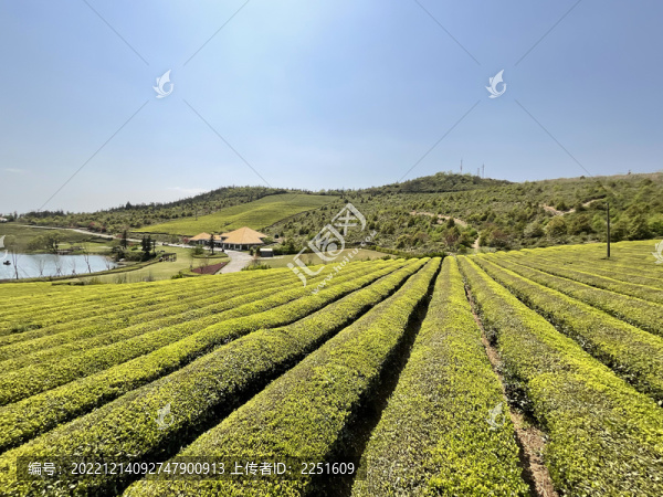茶園茶山
