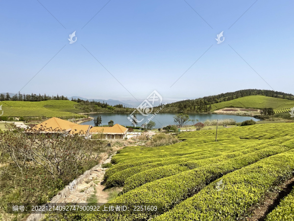茶園茶山