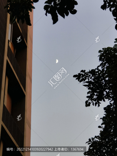 白月光