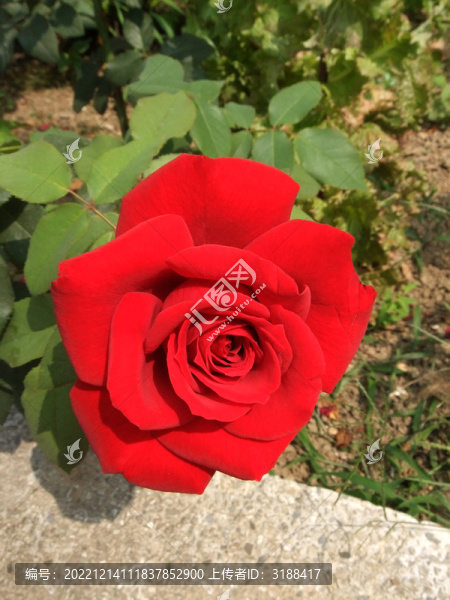 紅色玫瑰花
