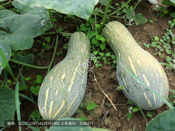 南瓜-匯圖網(wǎng) www.fosd68.com 南瓜