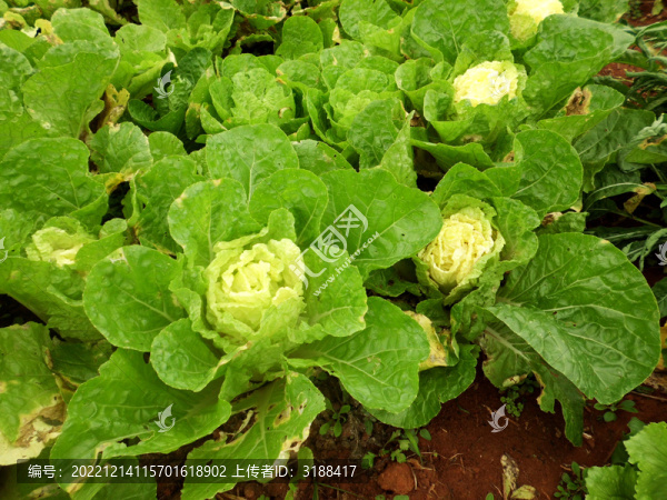 農(nóng)家菜白菜
