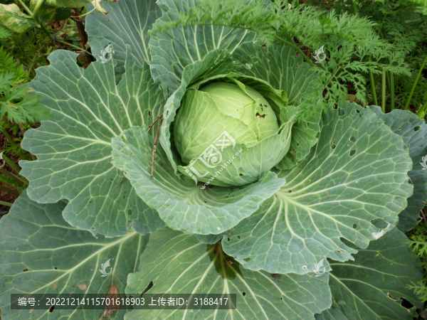 農(nóng)家菜包菜