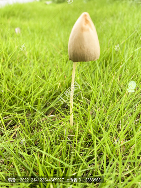 野蘑菇