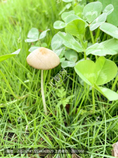 野生蘑菇