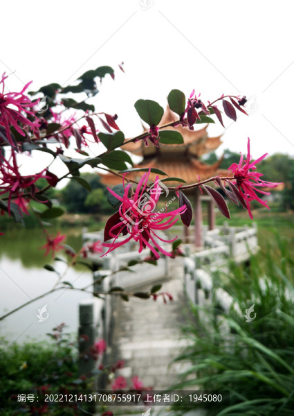 紅花檵木