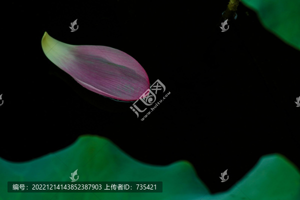 花瓣