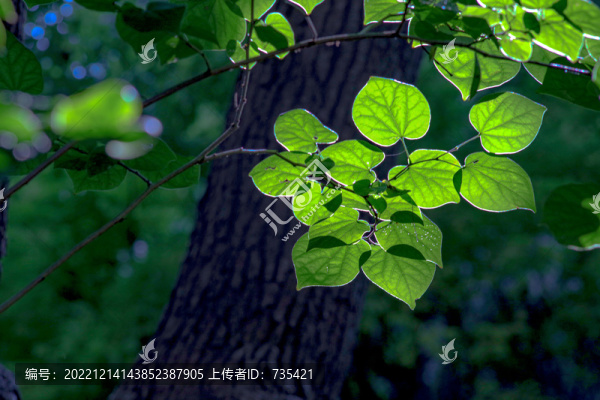 樹葉