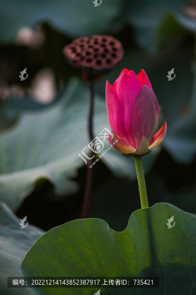 荷花