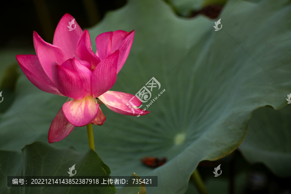 荷花