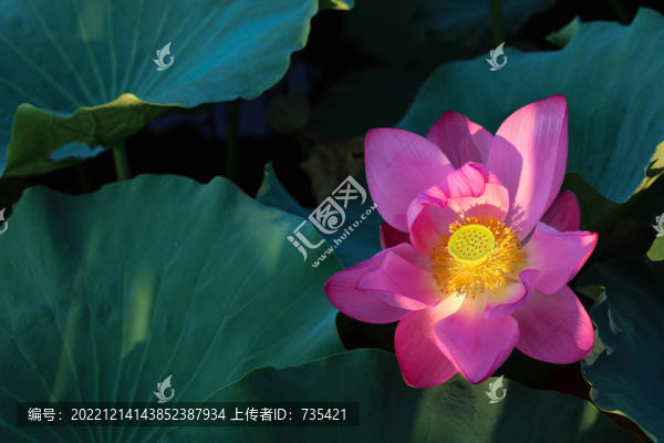 光影荷花