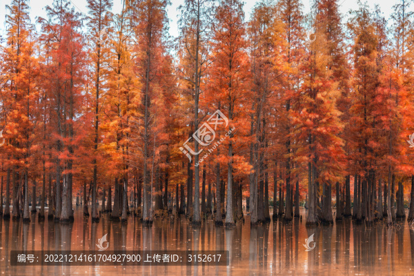 紅紅的水杉林