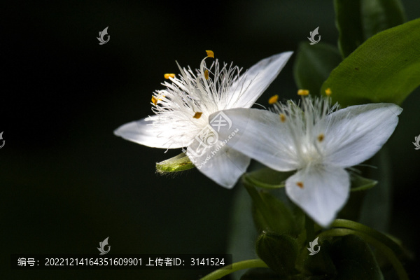 白花紫露
