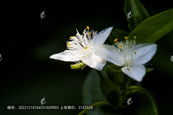 白花紫露