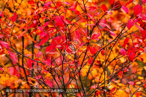 楓葉與紅葉