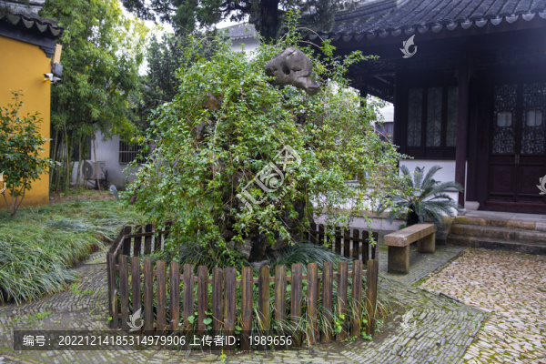百年枸杞