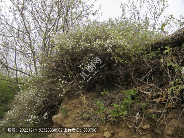 大花溲疏