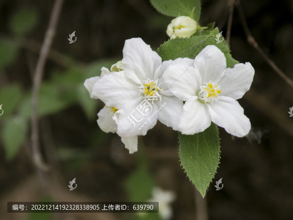 大花溲疏