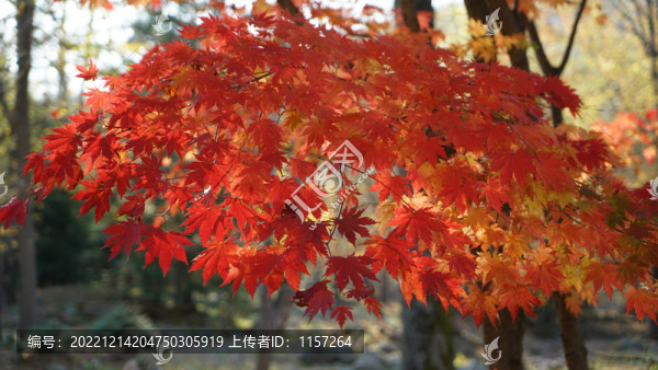火紅的楓葉