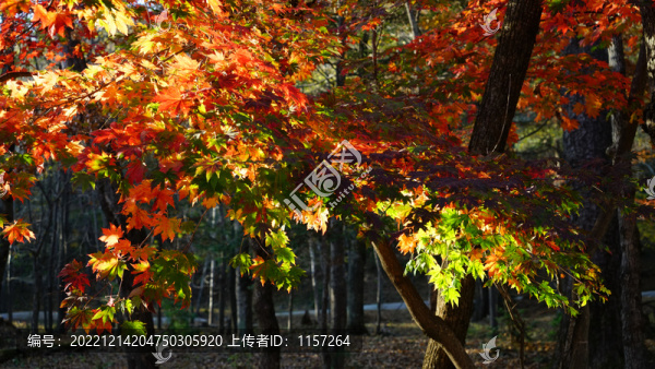 五角紅葉