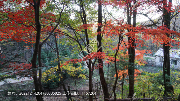 紅葉人家