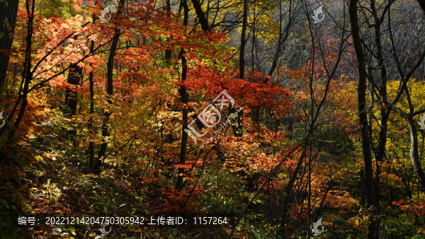秋天的紅葉