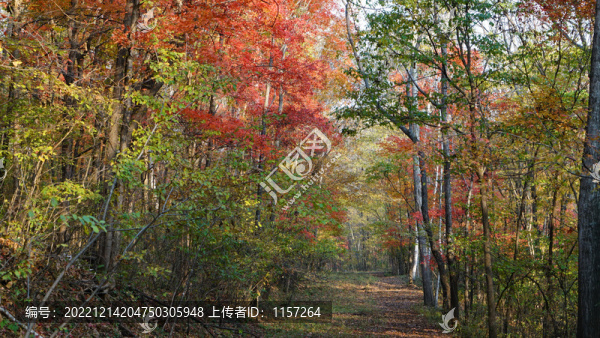 秋天紅葉