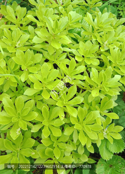 多肉綠葉植物春夏天