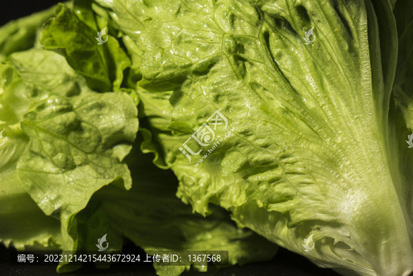 生菜