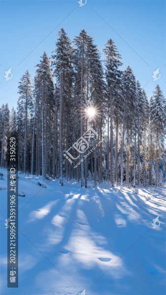 陽光穿過冰雪覆蓋的樹林