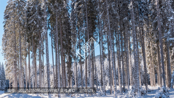 冰天雪地中的樹林