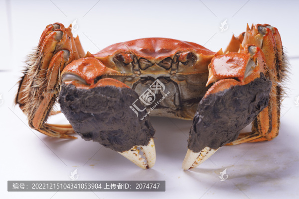 大閘蟹