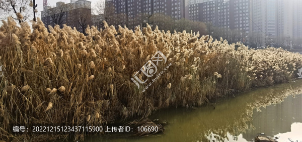 冬季蘆葦蕩