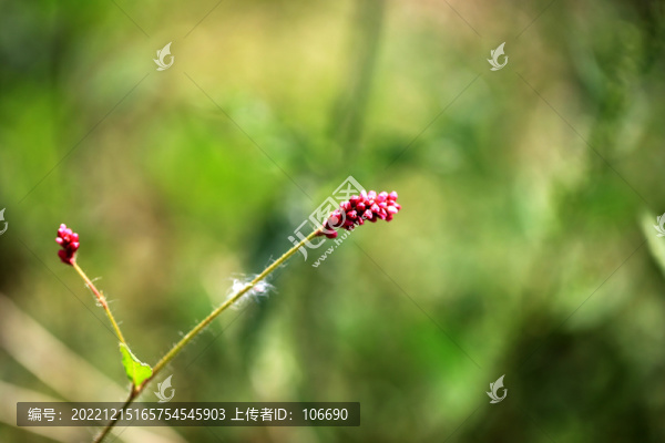 紅蓼