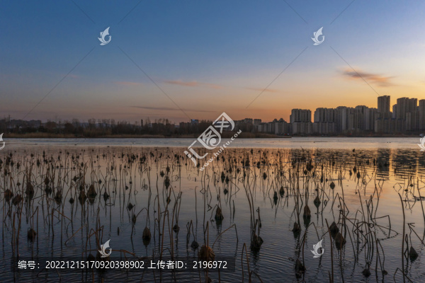 夕陽下的濟南華山湖枯荷景色