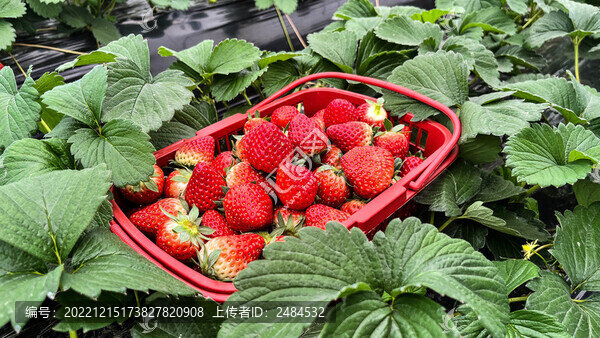 一籃草莓
