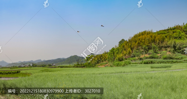 績溪仁里村田園風(fēng)光