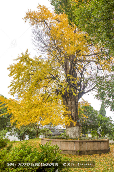 保圣寺千年銀杏