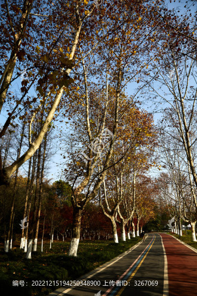 安徽省蕪湖市雕塑公園步道